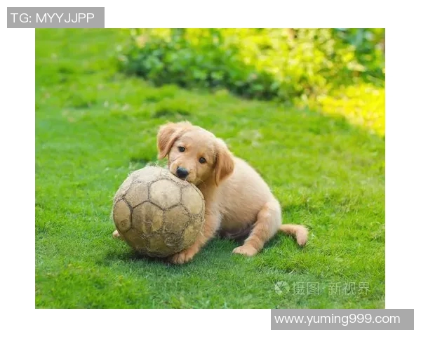 足球明星与狗狗的温馨瞬间共同谱写的友谊篇章